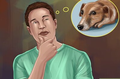 How to Rehome a Rescue Dog