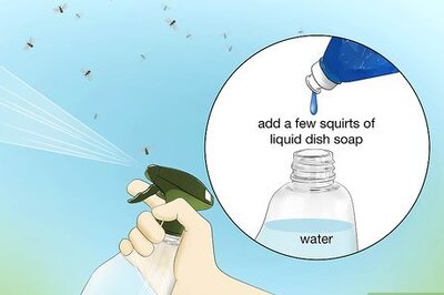 How to Get Rid of Flying Ants