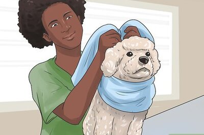 How to Fluff Your Bichon Frise