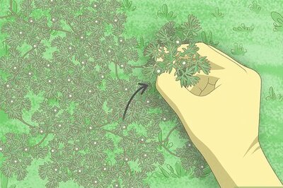 9 Effective Ways to Get Rid of Stickers in Your Yard