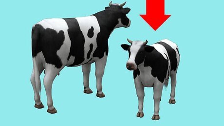 How to Train a Cow to be Ridden