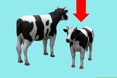 How to Train a Cow to be Ridden