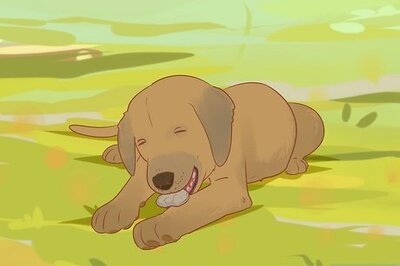 How to Stop a Puppy from Eating Stones