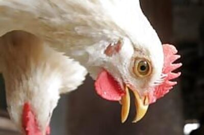 Govt declares India “free” of bird flu
