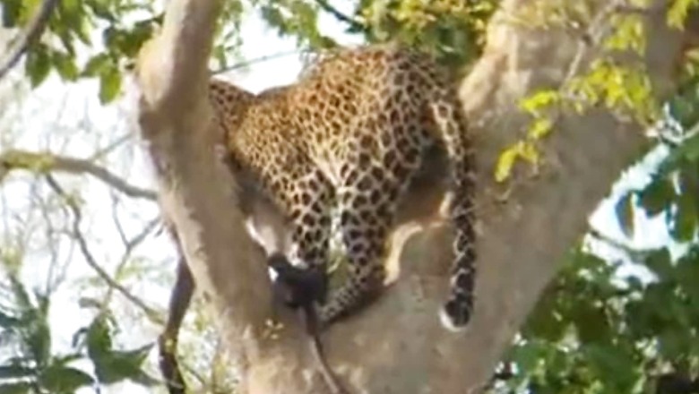 Leopard That Injured 10 Villagers Found After a Week in Bengal's Alipurduar