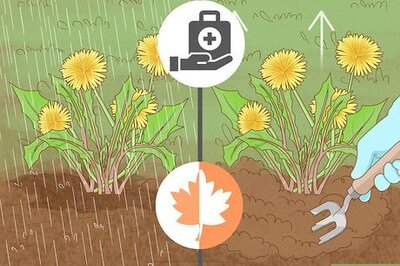 How to Harvest and Use Dandelion Roots
