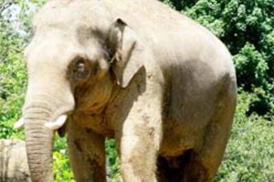Elephant gives man rude awakening