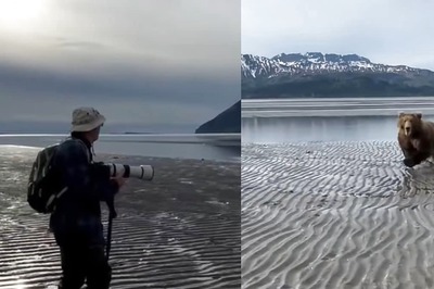 What To Do When A Bear Charges You? Video Sparks Debate With Hilarious Comments