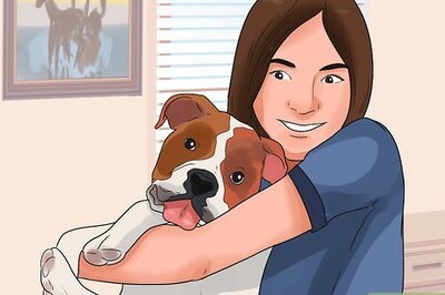 How to Become Your Dogs' Playmate