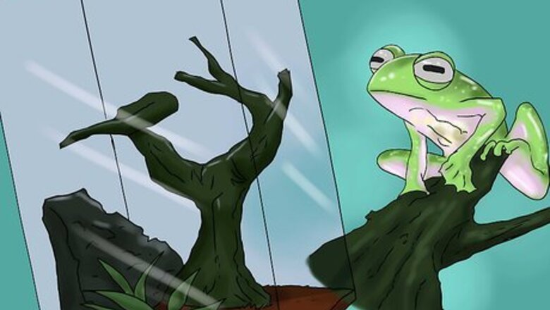 How to Care for a Glass Frog (Centrolene Prosoblepon)