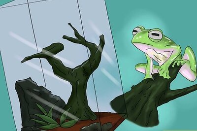 How to Care for a Glass Frog (Centrolene Prosoblepon)