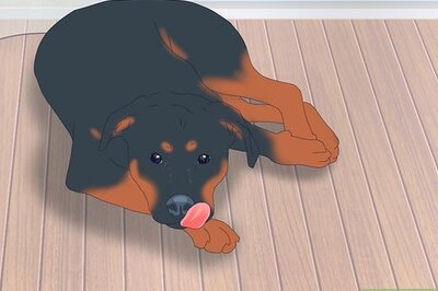 Why Older Dogs Excessively Lick Things (And What to Do About It)