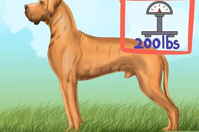 How to Identify a Great Dane