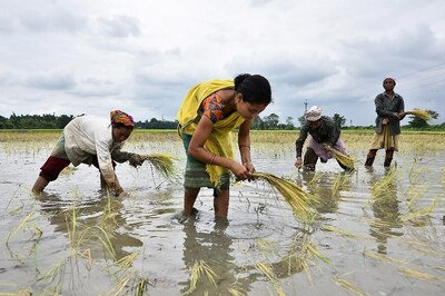 With Rollback on Compensation for Faulty Seeds, How the New Draft Seeds Bill Stacks up Against Predecessor