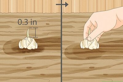 How to Overwinter Lily Bulbs