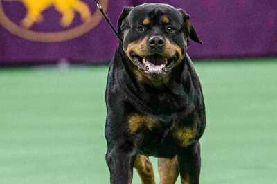 Chennai: Two Rottweilers Attack 5-yr-old Girl In Park, Owner Arrested