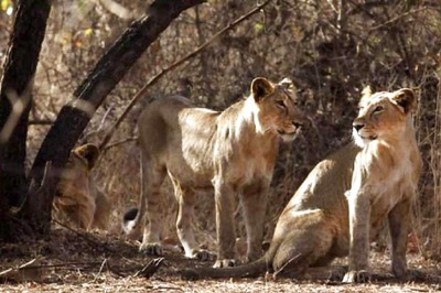 Four Covid-hit Lions in Tamil Nadu Zoo Infected With Delta Variants, Govt Forms Task Force for Support