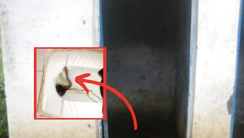 Maharashtra Man Hears Sound From Toilet Seat, Discovers 10-feet-long Snake