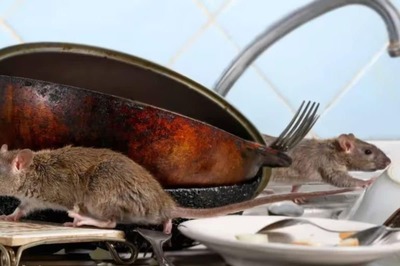 Plague To Hantavirus, How House Mice Pose Serious Health Risks
