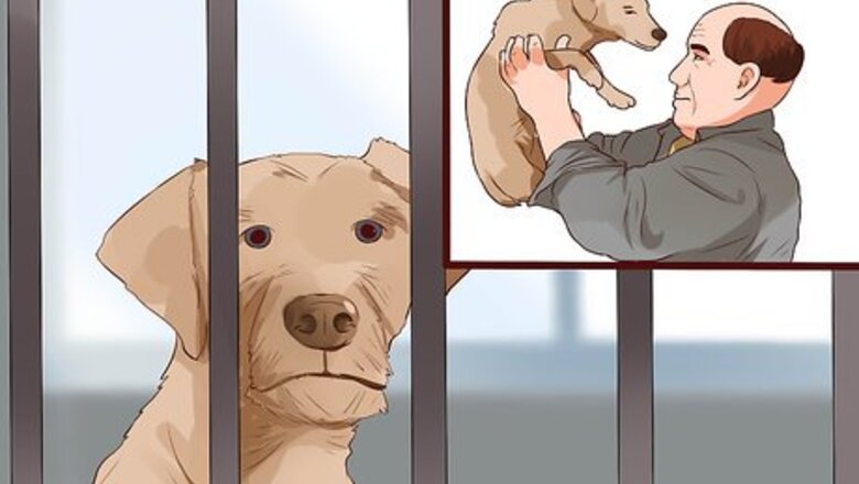 How to Get a Dog License in Pennsylvania