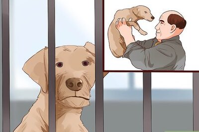 How to Get a Dog License in Pennsylvania
