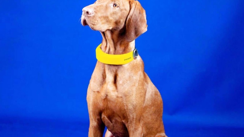 CES 2022: Invoxia's Smart Dog Collar Can Track Your Dog's Health