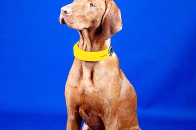 CES 2022: Invoxia's Smart Dog Collar Can Track Your Dog's Health