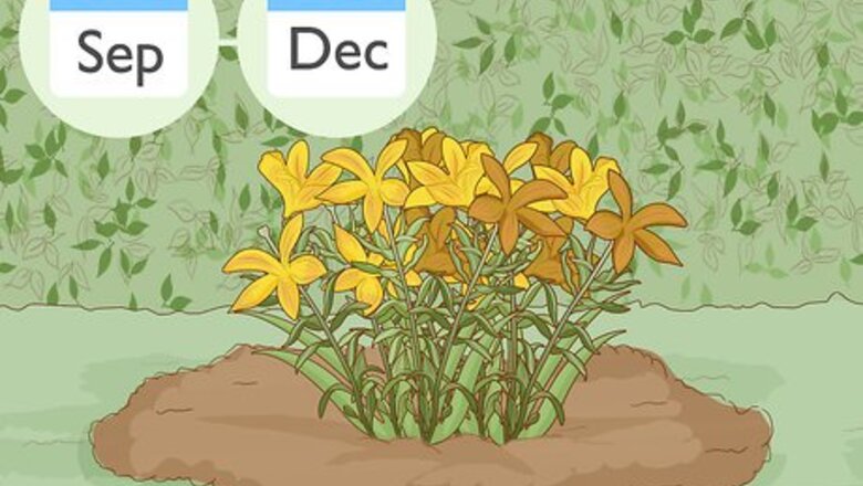 How to Divide and Transplant Lilies