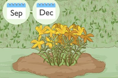 How to Divide and Transplant Lilies