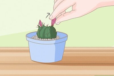 How to Grow a Cactus
