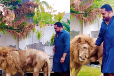'Can’t Believe My Eyes': Video Of Man Calmly Walking With Lion Shocks Internet