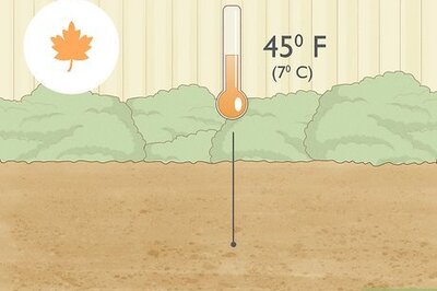 How to Grow Potatoes