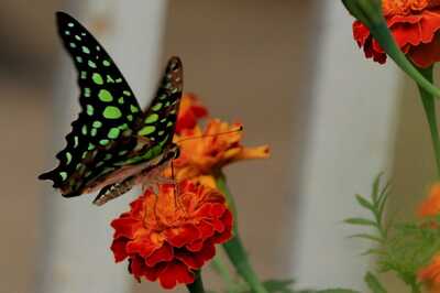 This Butterfly Park in Tripura Is a Major Tourist Attraction