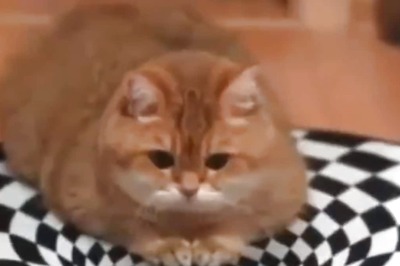 In This Dogs Vs Cat Optical Illusion Challenge, We Have A Clear Winner