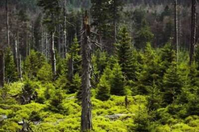 Noida Admin, PVT Partners Plan 92-acre Forest in Jewar, MoU Inked