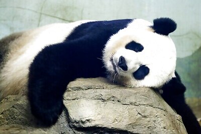 National Zoo awaits birth of pandemic panda cub