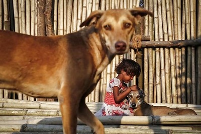 News Digest: Stray dogs are terror threat to Delhi airport, says DIAL