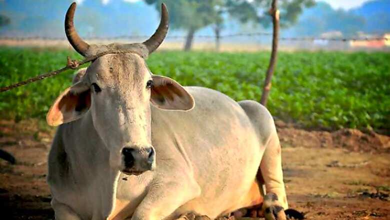 Declare cow as 'Mother of the Nation': Shiv Sena MP