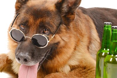 International Dog Day 2021: Here’s Why Dogs Are Our Best Friends Forever