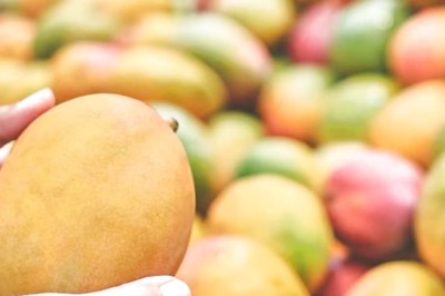Fssai Cautions About Calcium Carbide Usage As Mango Season Arrives