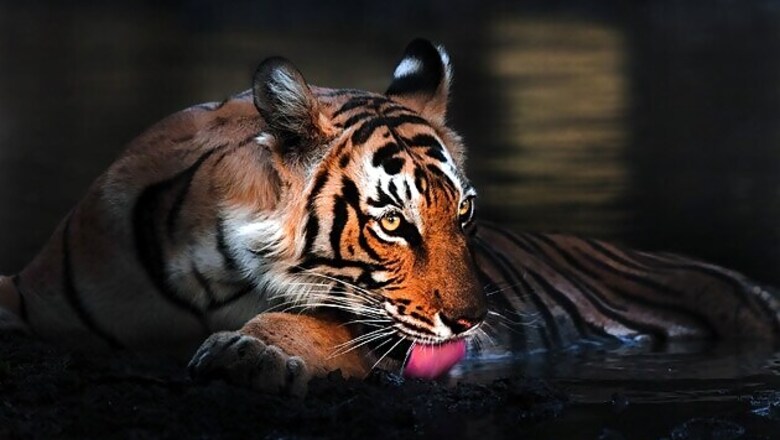 Guddu, India's longest surviving tiger dies at 26 at Kanpur Zoo