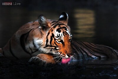 Guddu, India's longest surviving tiger dies at 26 at Kanpur Zoo