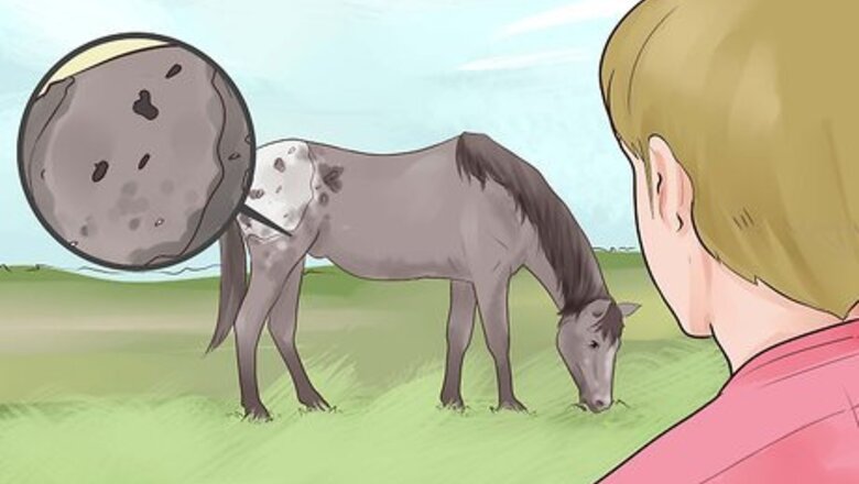 How to Identify an Appaloosa Horse