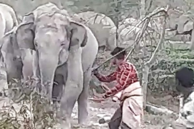 Never Mess With A Hungry Elephant And This Viral Video Tells Us Why