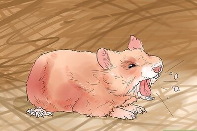 How to Diagnose and Treat Allergies in Hamsters