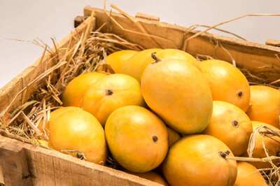 Know Amazing Health Benefits of Mango