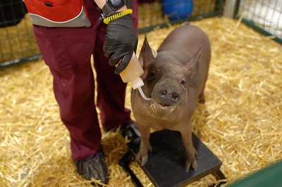 Elon Musk Envisions The Future of Neurosciences With a Computer Chip Infused Pig