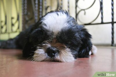 How to Get Your Dog to Stop Playing Fetch With You