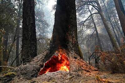 Sequoia National Park's Giant Trees At Risk As Fires Grow