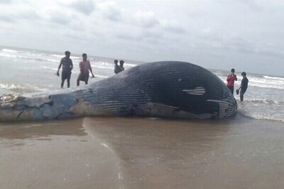 36-foot-long Whale Carcass Washes Ashore in West Bengal's Mandarmani